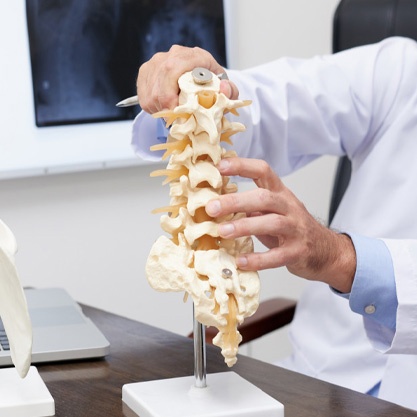 Human spine and vertebrae